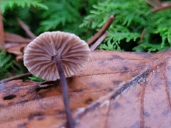 Paragymnopus perforans