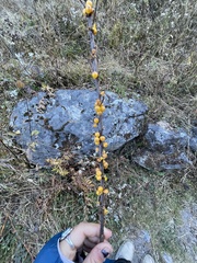 Hippophae salicifolia