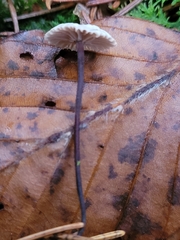 Paragymnopus perforans