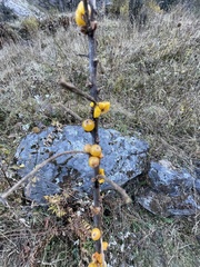 Hippophae salicifolia