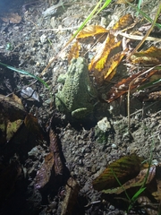 Bufotes viridis balearicus