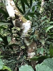 Ficus benguetensis