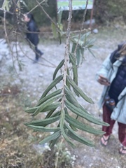 Hippophae salicifolia