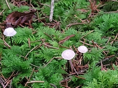 Paragymnopus perforans