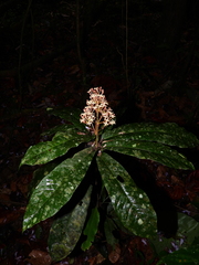 Ixora piresii