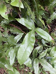 Tectaria harlandii