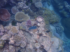 Tridacna