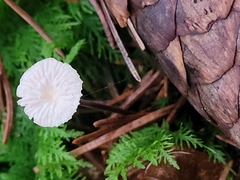 Paragymnopus perforans