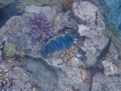 Tridacna
