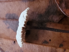 Paragymnopus perforans