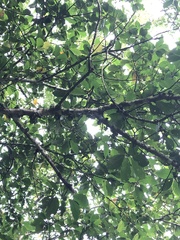 Ficus benguetensis