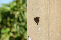 Vanessa indica indica