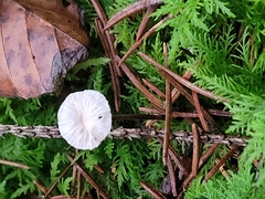 Paragymnopus perforans