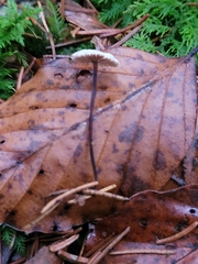 Paragymnopus perforans