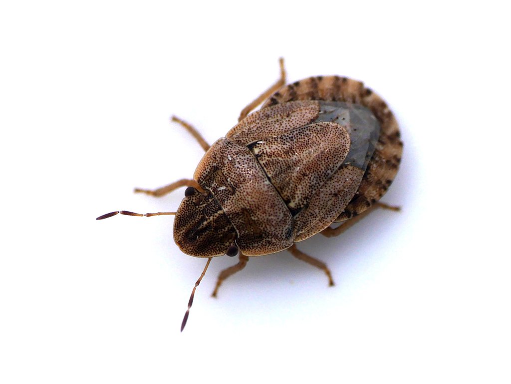 Sand-runner Shieldbug