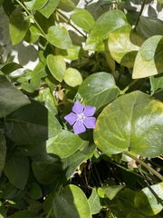 Vinca