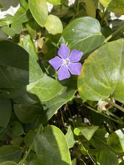 Vinca