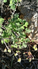 Pelargonium echinatum