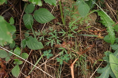 Silphiodaucus prutenicus dufourianus