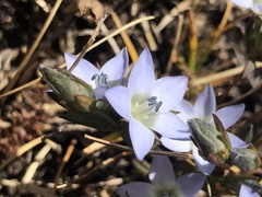 Gentianaceae