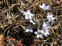 Gentianaceae