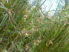 Asclepiadeae