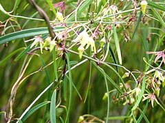 Asclepiadeae