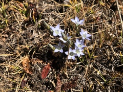Gentianaceae