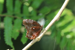 Elymnias pealii