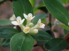 Pimelea drupacea