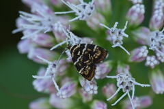Choreutis japonica