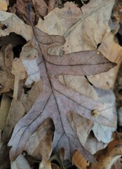 Acraspis pezomachoides