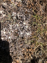 Anaphalis nepalensis