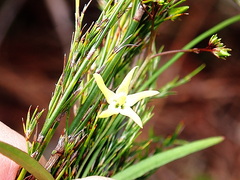 Asclepiadeae