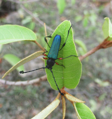 Helymaeus notaticollis