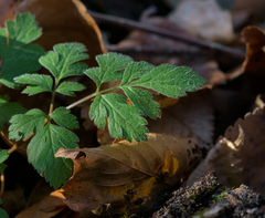 Chaerophyllum temulum