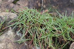 Plantago maritima