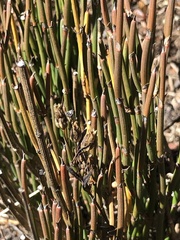 Ephedra gerardiana