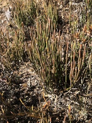Ephedra gerardiana
