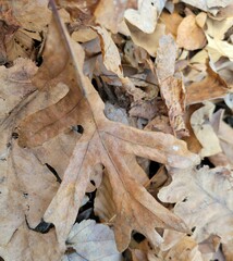 Acraspis pezomachoides