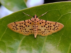 Conogethes
