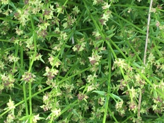 Galium gaudichaudii