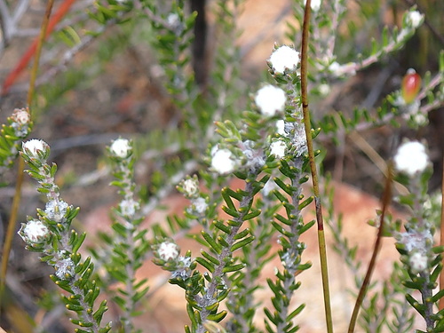 Image of Phylica karroica by no rights reserved