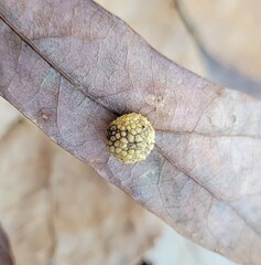 Acraspis pezomachoides