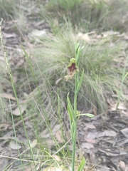 Calochilus robertsonii