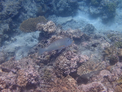 Lethrinus xanthochilus