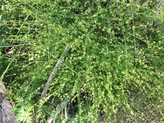 Galium gaudichaudii