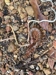 Scolopendra dehaani
