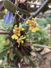 Oncidium