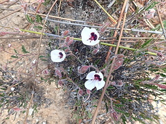 Pelargonium tricolor